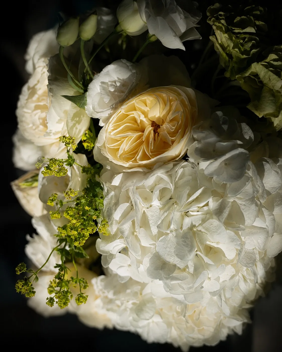 White garden roses in low light